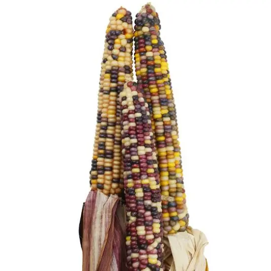 Large Harvest Corn Bundle by Ashland&reg; {3}