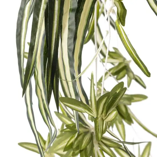 Variegated Spider Bush Classic Greenery Collection by Ashland&reg; {4}