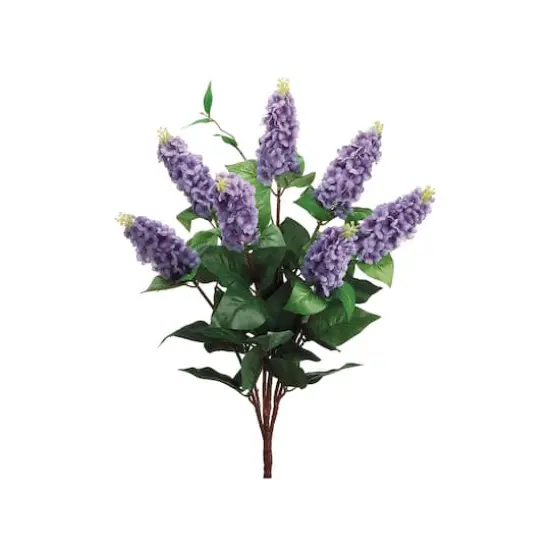Italian Lilac Bush {1}
