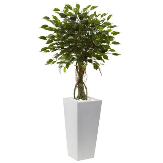 4.5ft. Potted Ficus Tree in Decorative White Planter {1}
