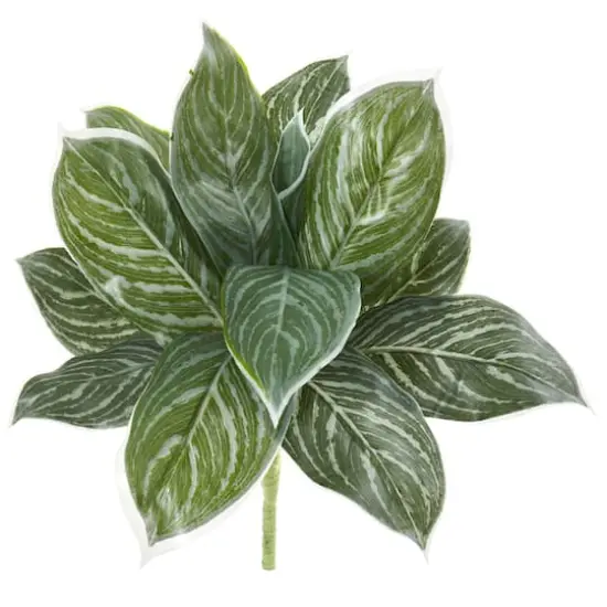 Silver Chinese Evergreen Plant, 6ct. {1}