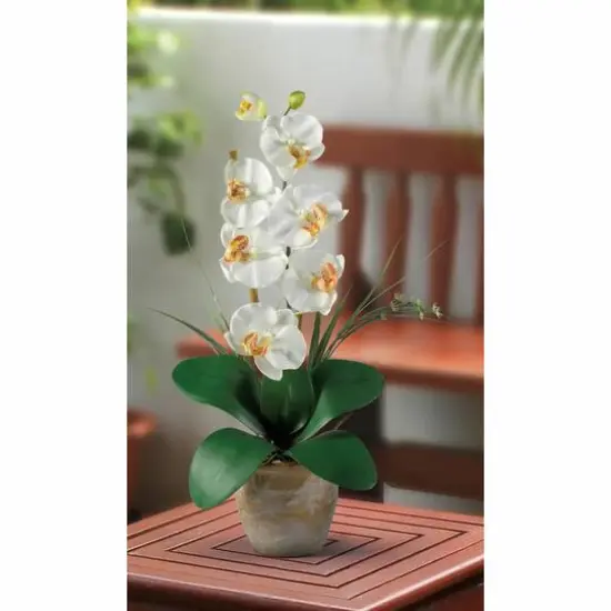 21" Moth Orchid Arrangement in Ceramic Planter {4}