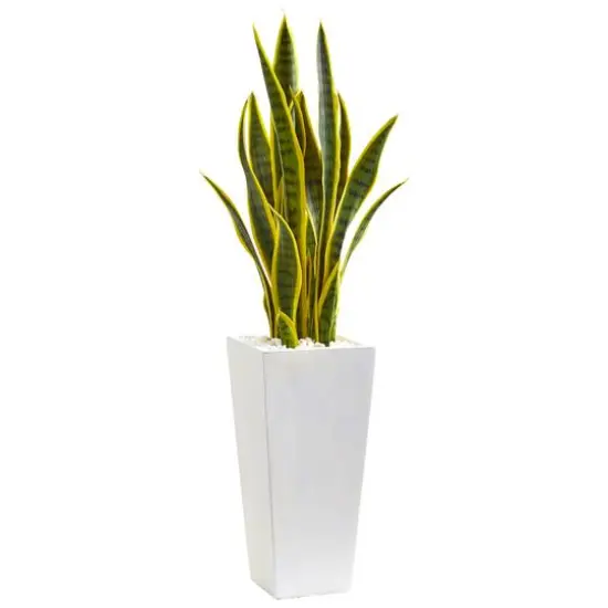3ft. Sansevieria Plant in White Planter {1}