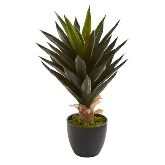 20" Potted Agave Plant, 2ct. {3}
