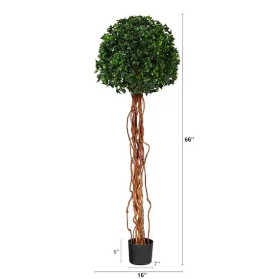 5.5ft. Potted English Ivy Ball Topiary Tree {3}