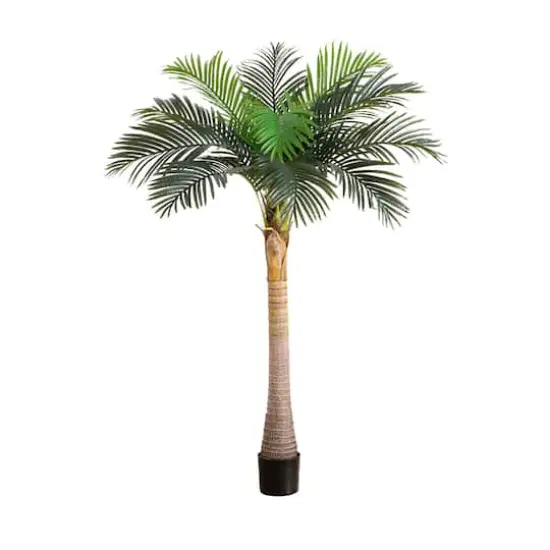 6ft. Potted Coconut Palm Tree {1}