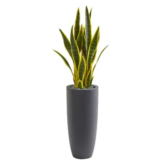 3ft. Sansevieria Plant in Gray Planter {1}