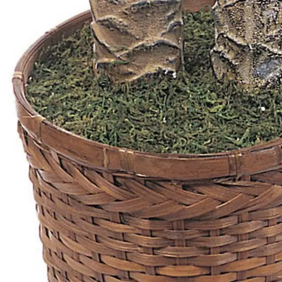 6ft. Sago Palm Double Tree in Wicker Basket Pot {4}