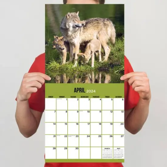 TF Publishing 2024 Wolves Wall Calendar {6}