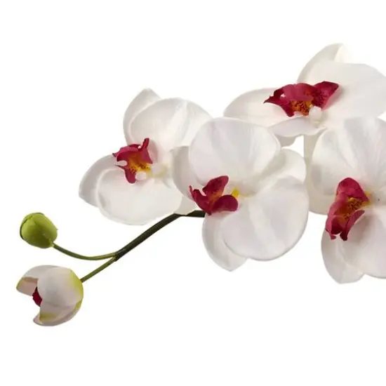 3ft. Moth Orchid Arrangement in Sand Colored Bowl White {4}