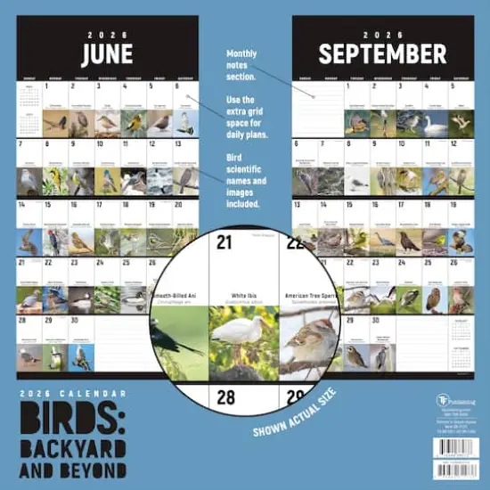 2026 Birds: Backyard and Beyond Wall Calendar {6}