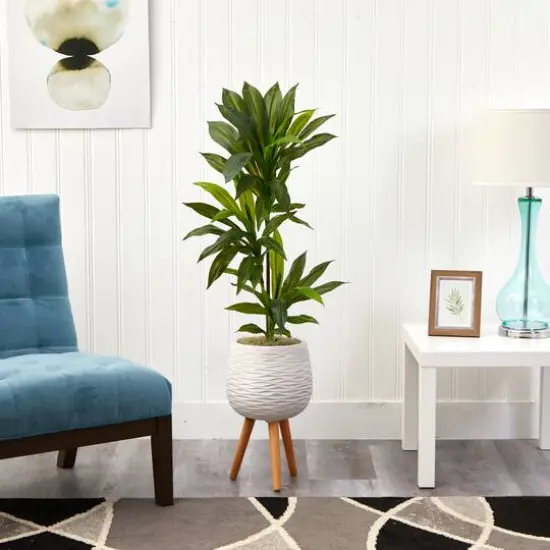 4ft. Dracaena Plant in White Planter with Stand {3}