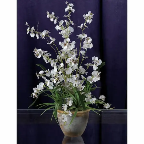 2ft. White Dancing Lady Orchid Arrangement in Ceramic Vase {3}