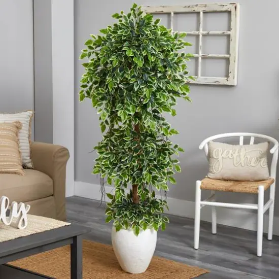 5.5ft. Elegant Ficus Tree in Decorative White Planter {3}