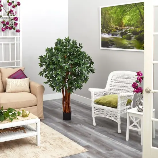 4.5ft. Potted Lychee Tree {4}