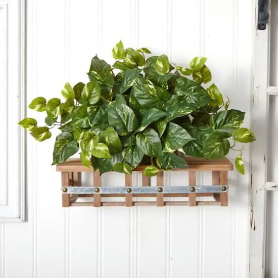 15" Pothos Ledge Plant {4}
