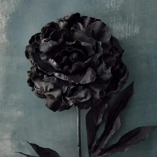 Peony Stem by Ashland&reg; Black {3}