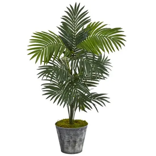 5ft. Kentia Palm Tree in Decorative Tin Bucket {1}