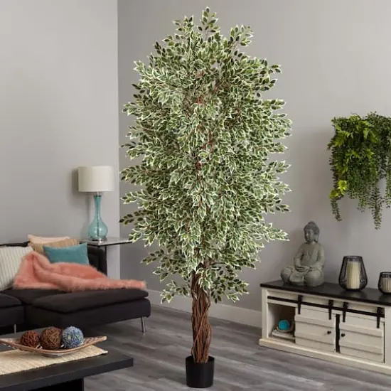 7.5ft. Potted Variegated Mini Ficus Tree {5}