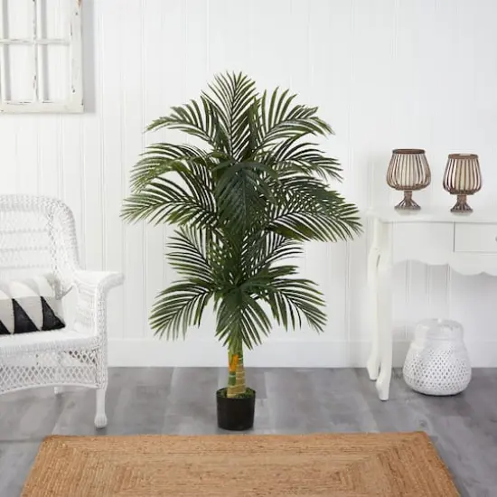 5.5ft. Potted Double Robellini Palm Tree {5}