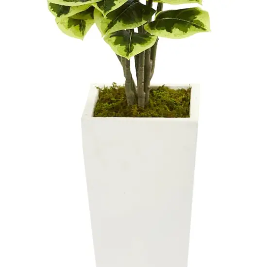 4ft. Variegated Rubber Leaf Tree In White Tower Vase {4}