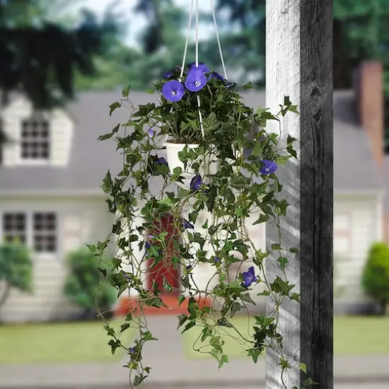 3.5ft. Purple Morning Glory Hanging Plant {3}