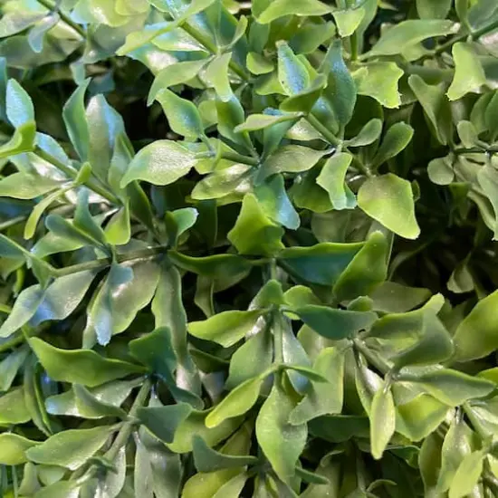 Globe Japanese Holly with Green Pot {4}