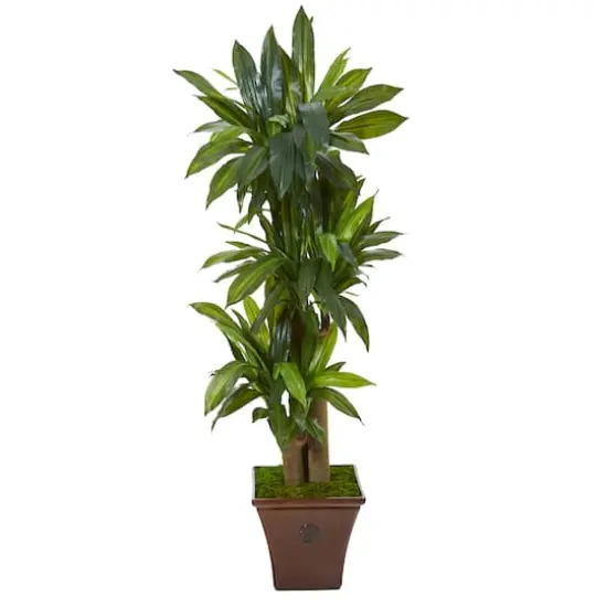 5ft. Corn Stalk Dracaena Plant in Brown Planter {1}