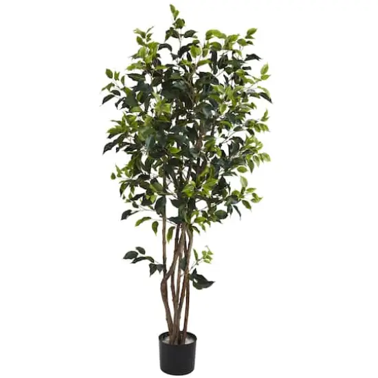5ft. Potted Ficus Tree {1}