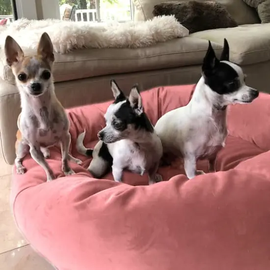 Royal Pet Bed Large Washable Luxury Velvet Dog Bed Blush {4}