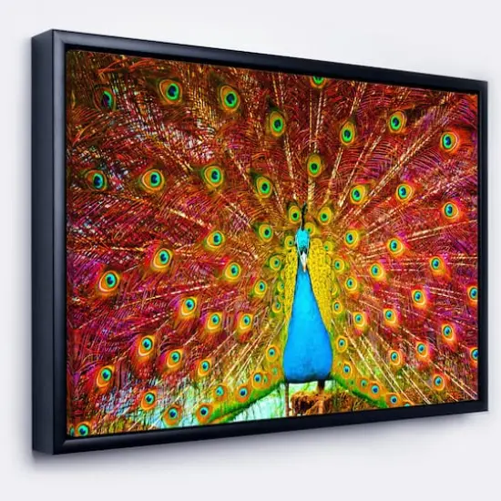 Designart - Peacock Dancing - Animal Photography Framed Canvas Art Black {2}