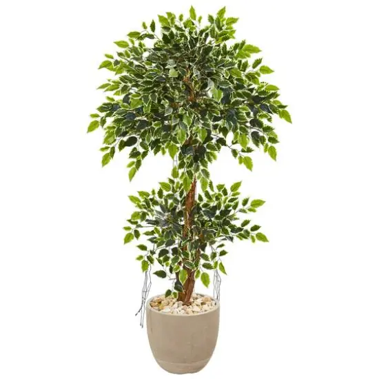 4.5ft. Variegated Ficus Tree in Sandstone Planter {1}
