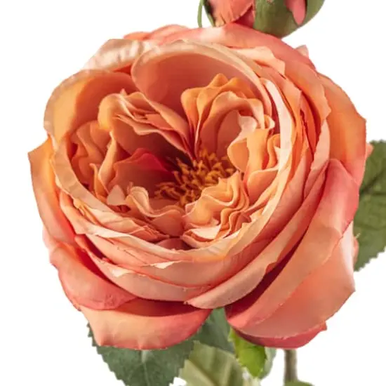 Coral English Rose Stem by Ashland&reg; {4}