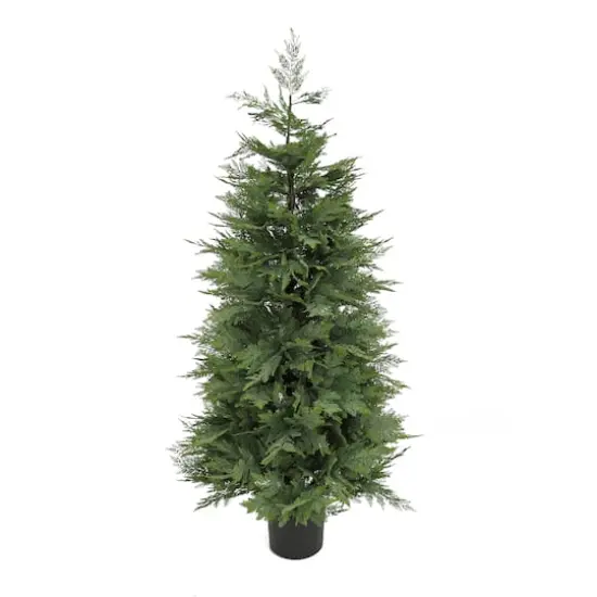 5ft. Cypress Tree In Nursery Pot {1}