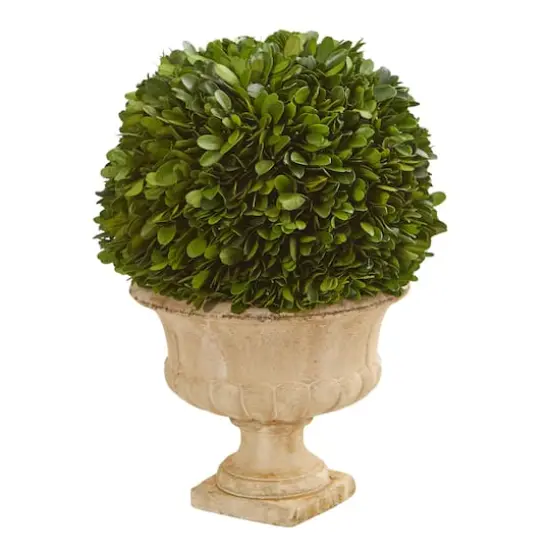 12in. Boxwood Topiary Ball in Decorative Urn {1}