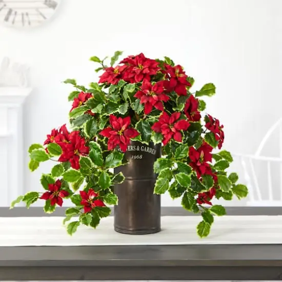 21" Poinsettia & Variegated Holly Plant in Decorative Planter {4}
