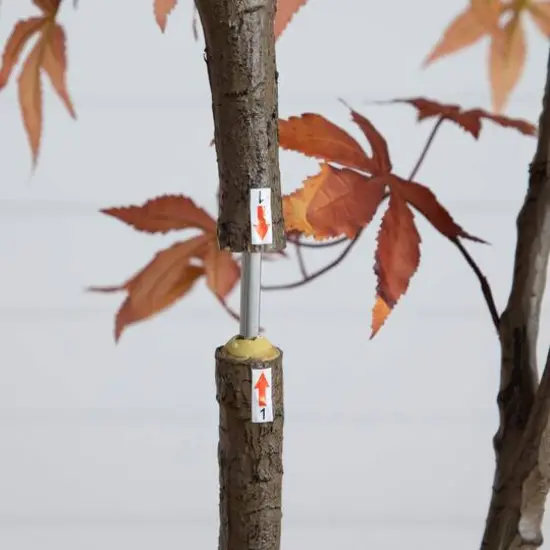 7ft. Autumn Japanese Maple Artificial Fall Tree {6}