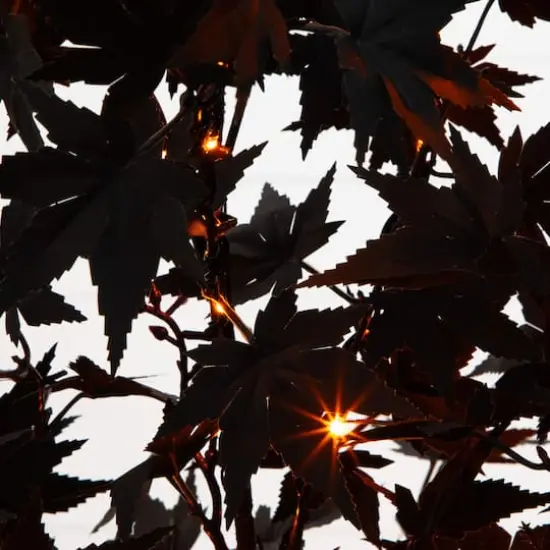 4ft. Pre-Lit Artificial Halloween Black Maple Tree with 180 Orange & Purple LED Lights {5}