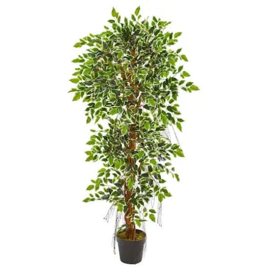 5ft. Potted Elegant Ficus Tree {1}