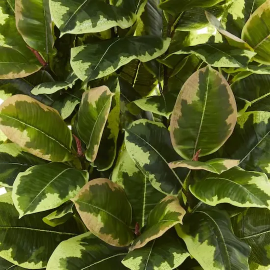 4ft. Variegated Rubber Leaf Tree In White Tower Vase {3}