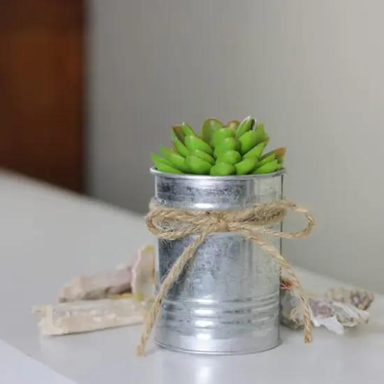 7" Lime Green Mini Sprouting Rose Succulent in Tin Planter {5}