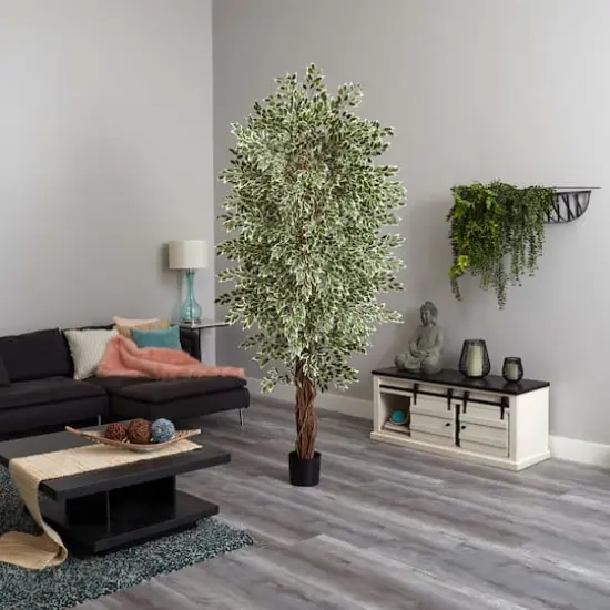 7.5ft. Potted Variegated Mini Ficus Tree {6}