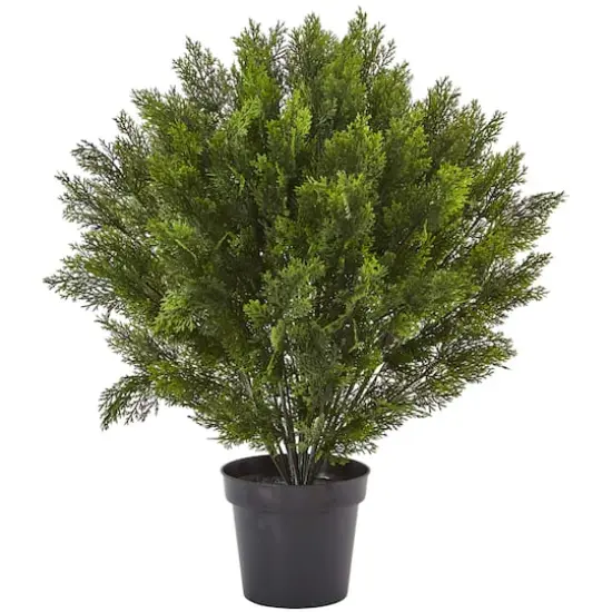 3ft. Potted Cedar Bush {1}