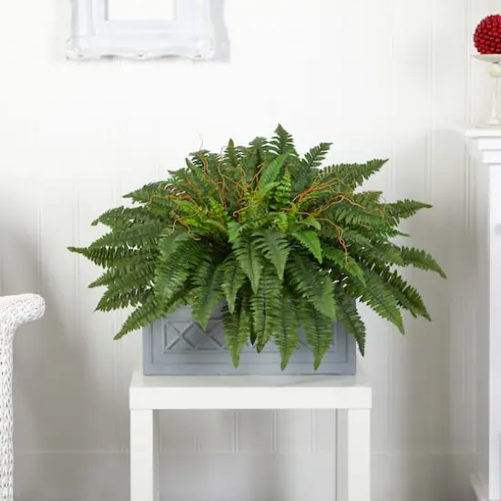 2.5ft. Boston Fern Plant in Stone Planter {3}