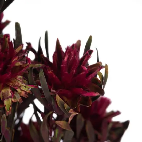 Preserved 8-Head Merlot Plumosum Bundle {5}