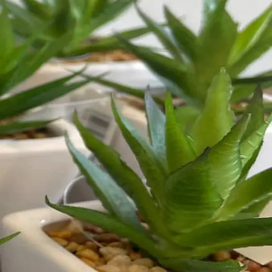 Minimalist Succulents in White Square Pot Set {3}