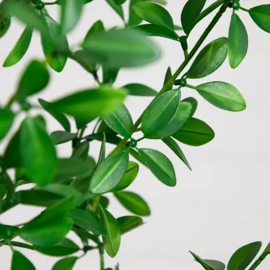 7ft. Artificial Shady Lady Black Olive Tree {4}