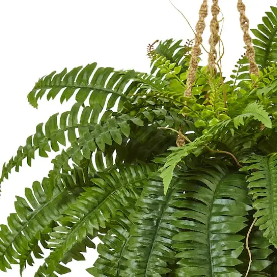 33" Boston Fern in Hanging Basket {3}