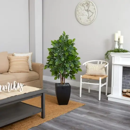 5ft. River Birch Tree in Black Planter {4}