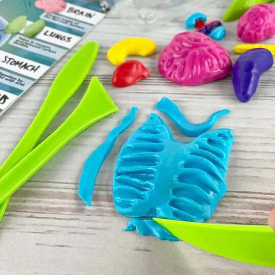 ArtSkills&reg; Epic Lab Human Anatomy STEM Kit {6}